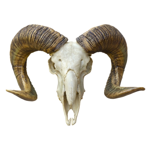 Scottish Rams Skull Very Realistic but Resin - 15.5 Inch Trophy Head